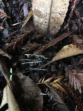 Image of Candle-snuff Fungus