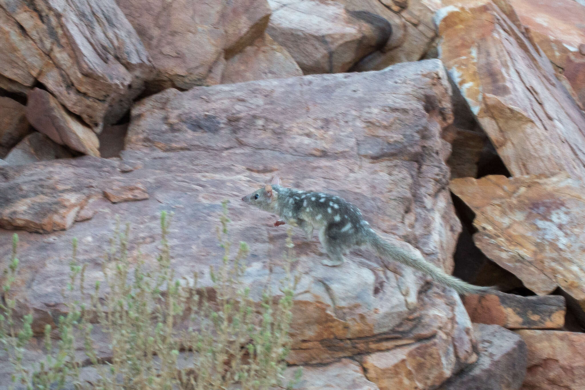 Image of Northern Quoll