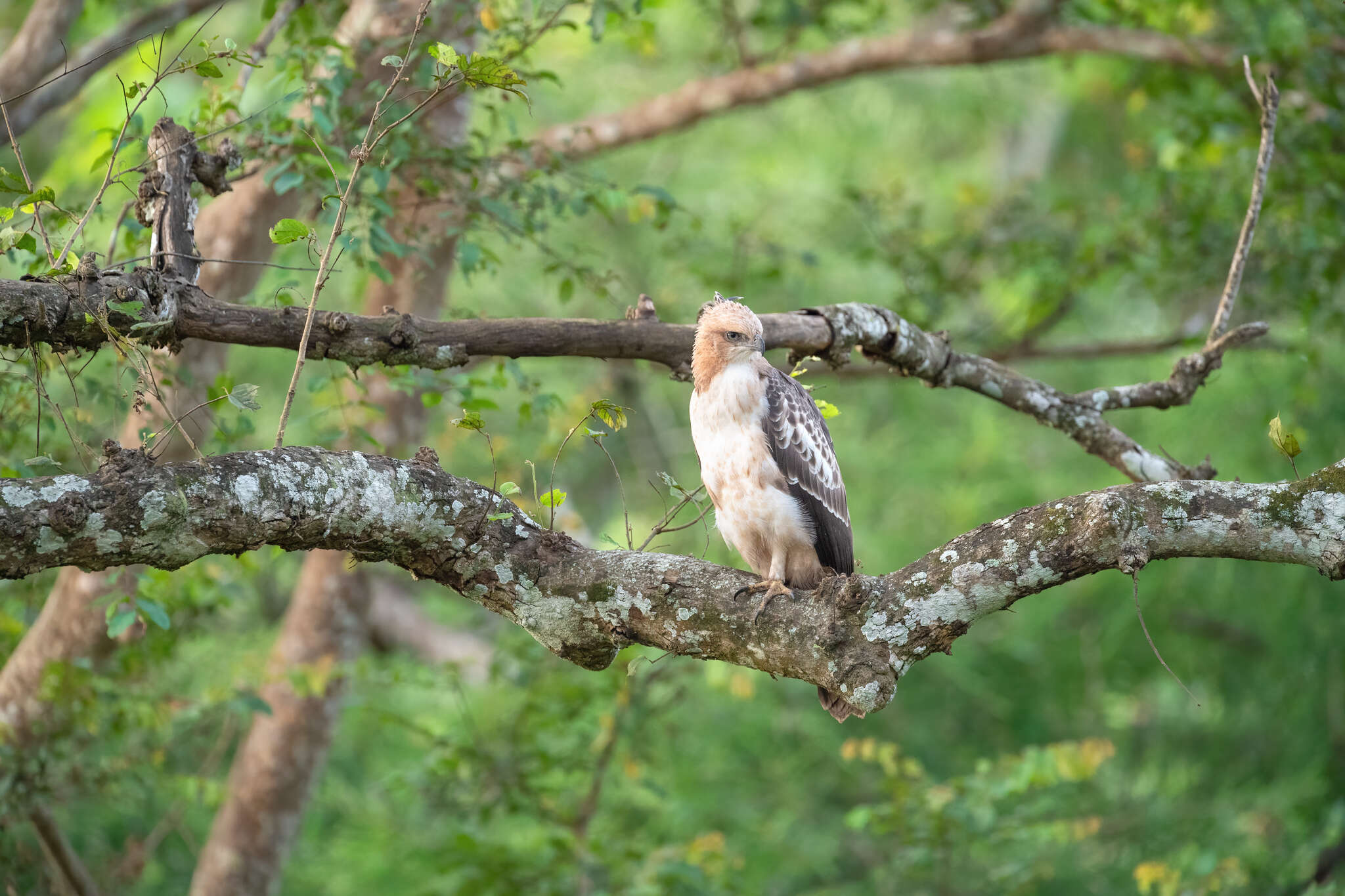 Nisaetus cirrhatus cirrhatus (Gmelin & JF 1788) resmi