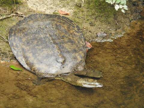 Image of Apalone spinifera aspera (Agassiz 1857)