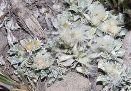 Image of Kaibab pussytoes