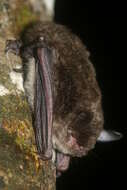 صورة Myotis siligorensis (Horsfield 1855)