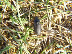 Anisodactylus (Anisodactylus) binotatus (Fabricius 1787) resmi