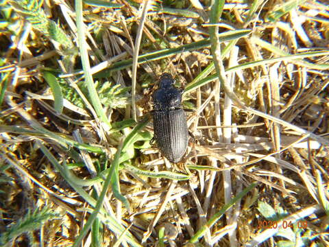 Anisodactylus (Anisodactylus) binotatus (Fabricius 1787) resmi