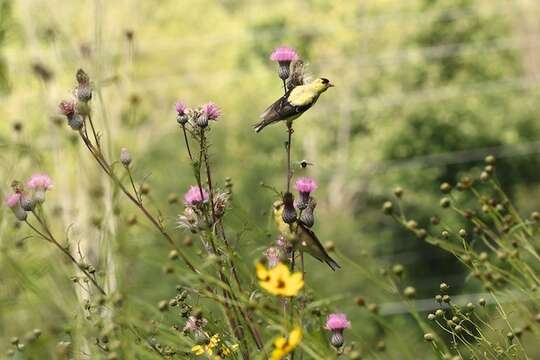 Image of American Goldfinch