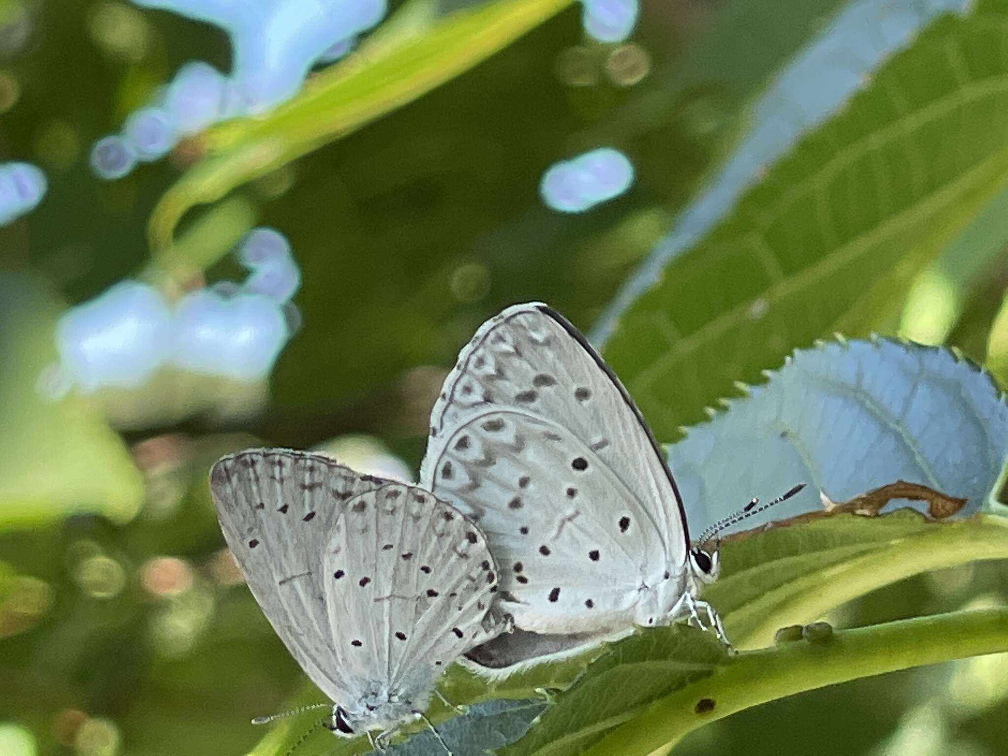 Image of Celastrina argiolus ladonides (De L'Orza 1869)