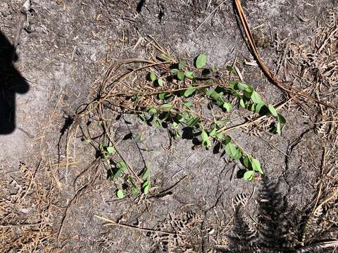 Image of Indigofera sarmentosa L. fil.