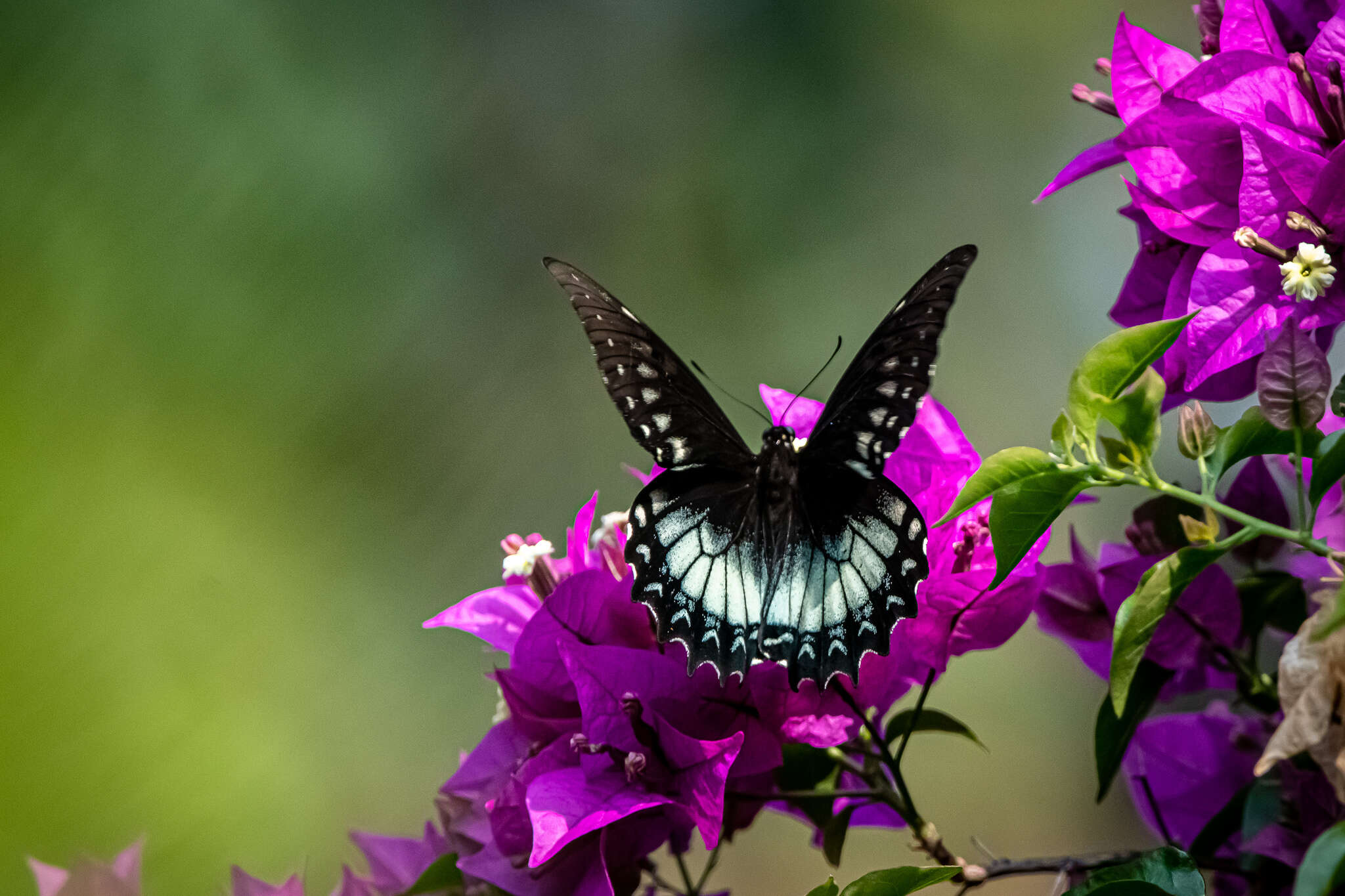 Image of Papilio menatius Hübner 1819