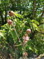 Imagem de Silene latifolia subsp. latifolia