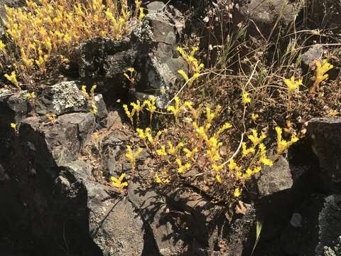 Image of Sierran Mock Stonecrop