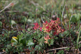 Image of Vaccinium uliginosum subsp. vulcanorum (Kom.) Alsos & Elven