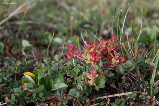 Image de Vaccinium uliginosum subsp. vulcanorum (Kom.) Alsos & Elven