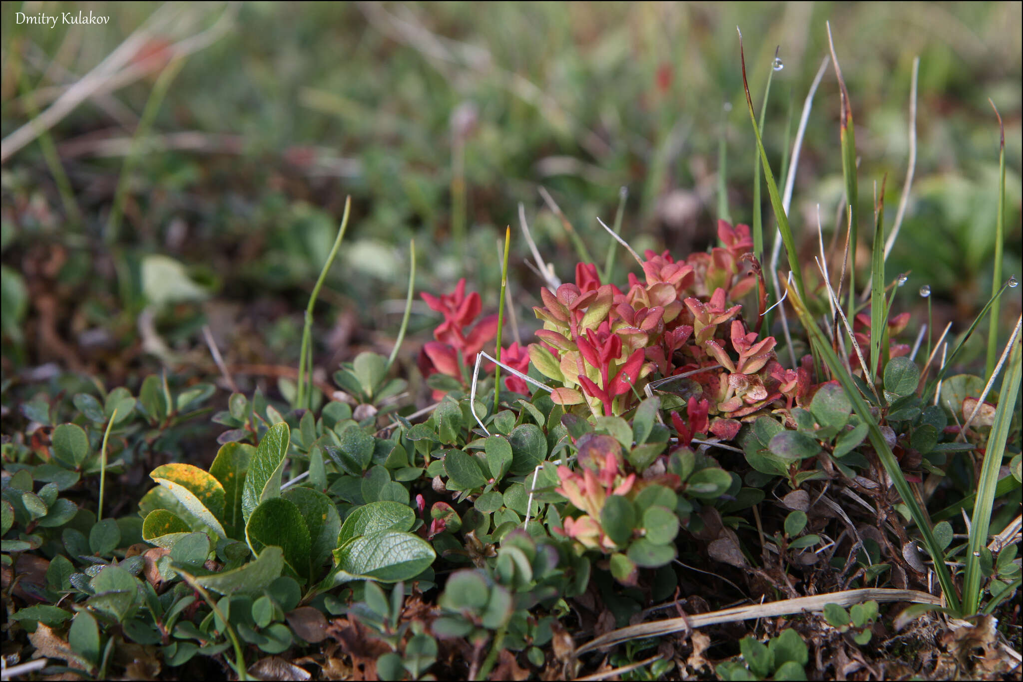 Image of Vaccinium uliginosum subsp. vulcanorum (Kom.) Alsos & Elven