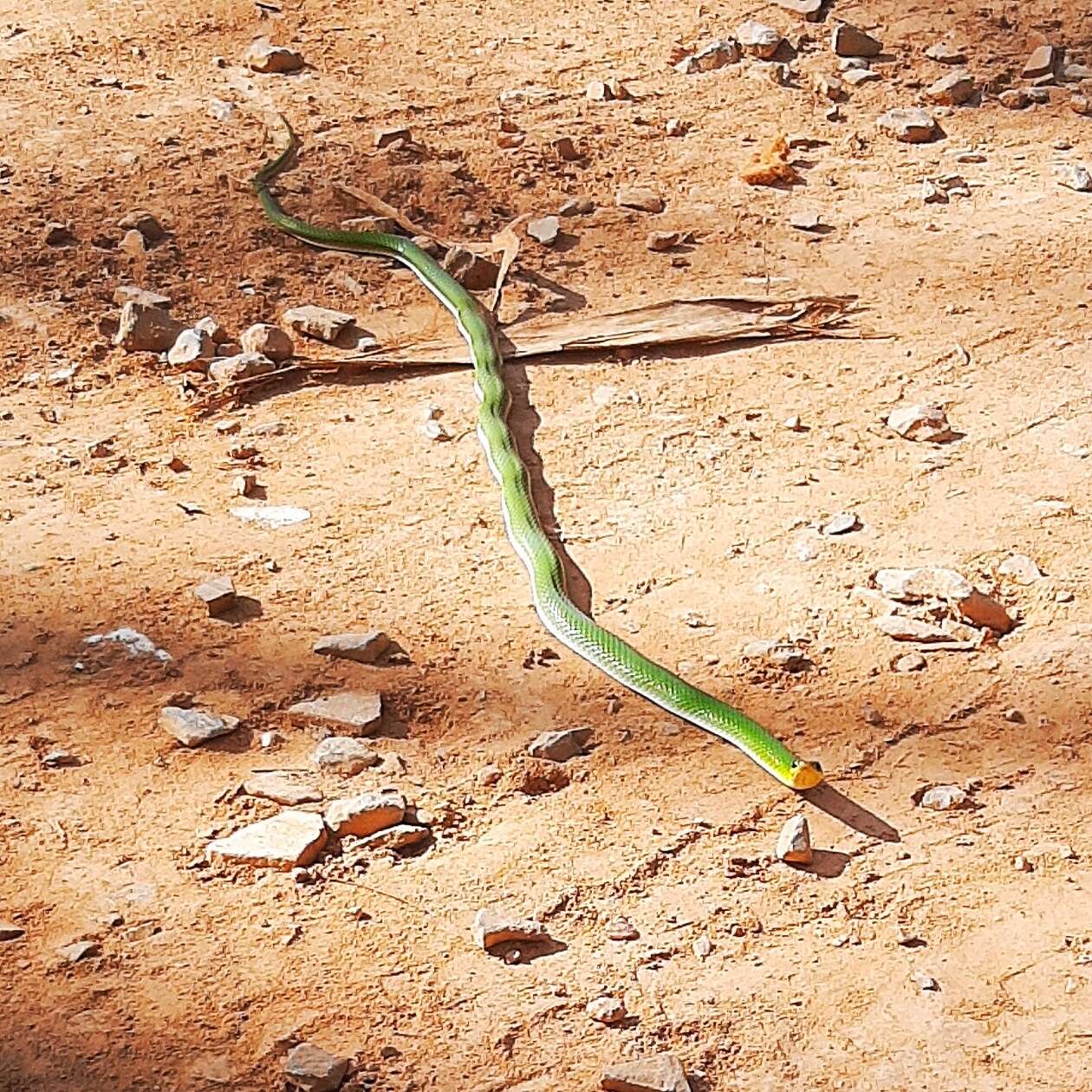 Plancia ëd Erythrolamprus viridis (Günther 1862)