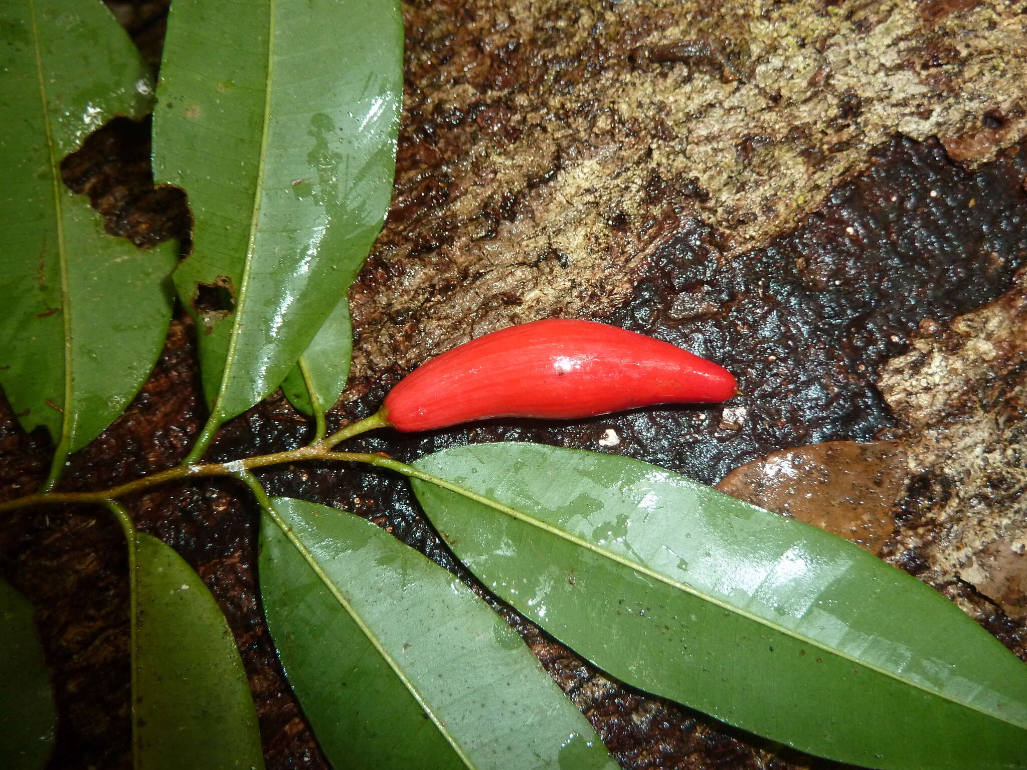 Image of Chrysophyllum moralesianum