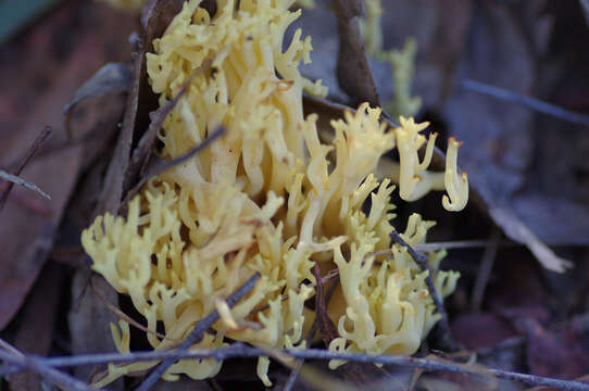 Image of Ramaria watlingii R. H. Petersen 1989