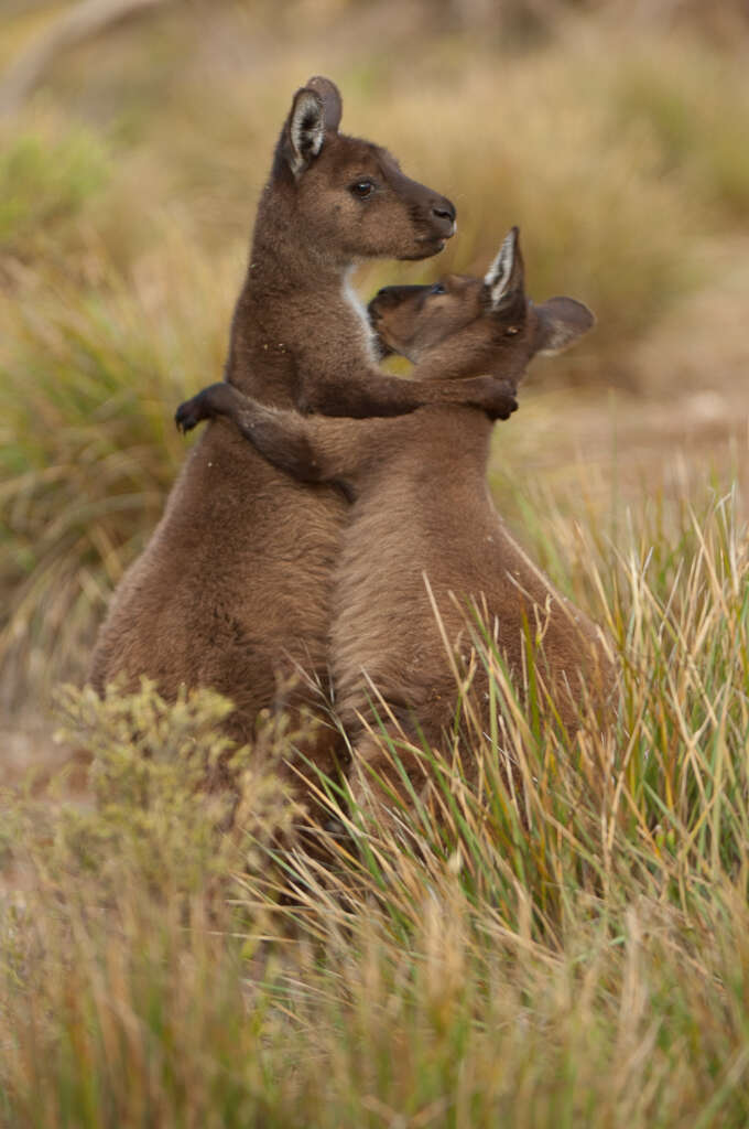 Macropus fuliginosus (Desmarest 1817) resmi