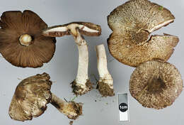 Image of Agaricus horakii Heinem. 1974