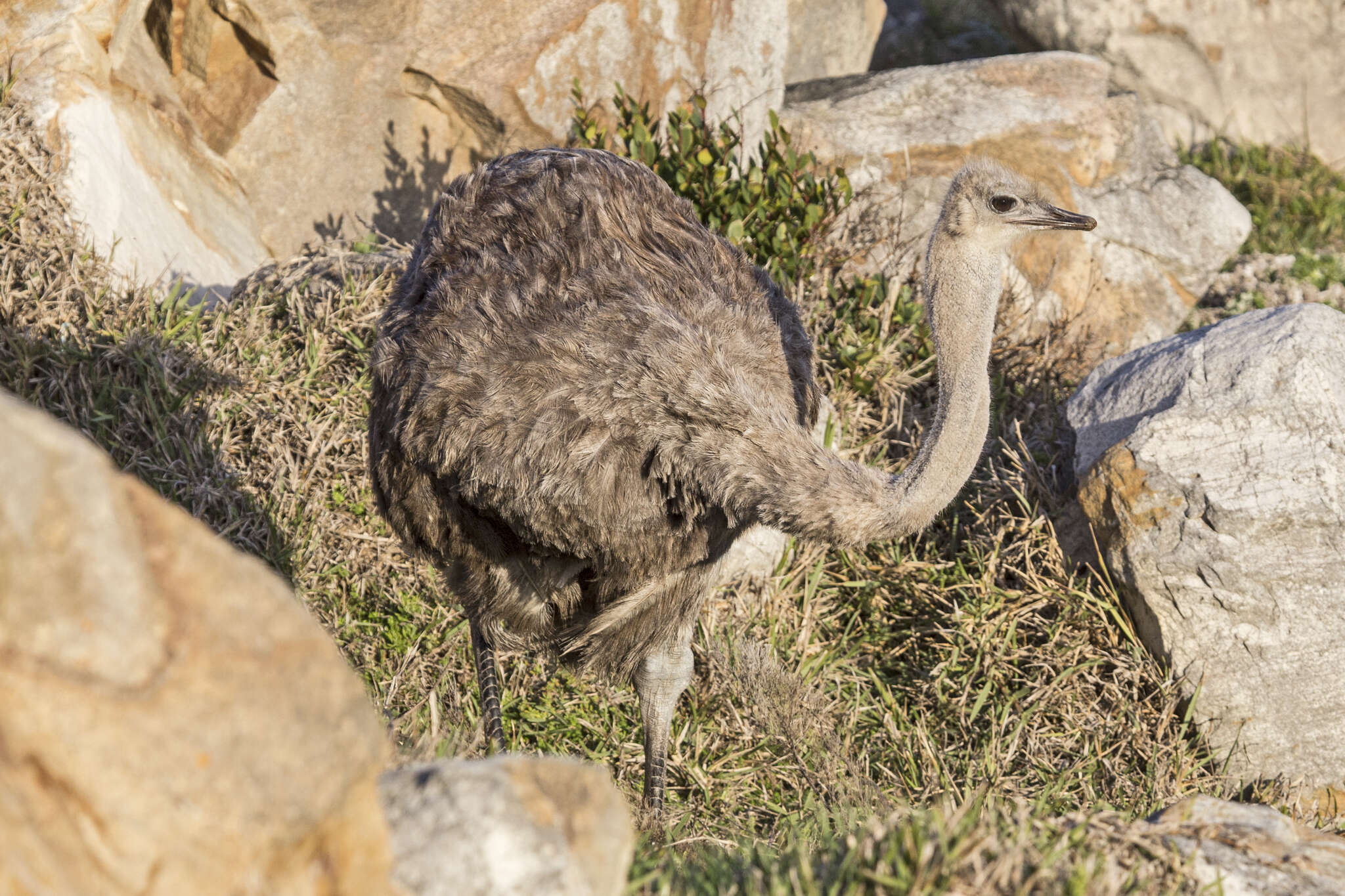 Image of ostriches