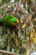 Image of Barraband Parakeet