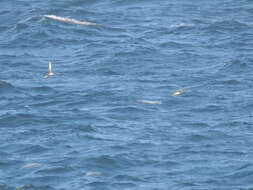 Image of Balearic Shearwater