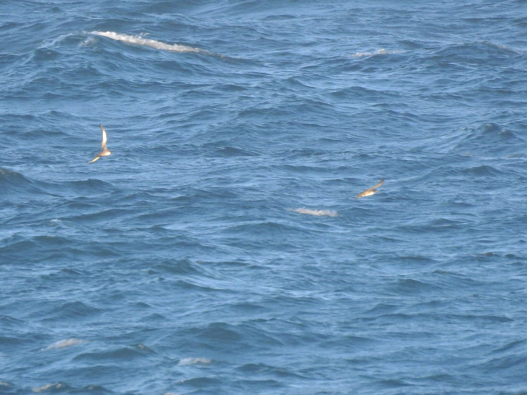 Image of Balearic Shearwater