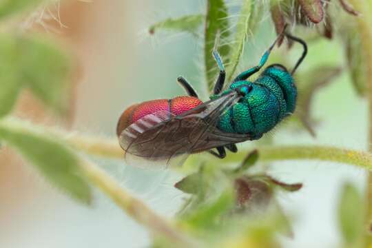 Image of <i>Chrysura rufiventris</i>