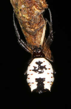 Image of White Micrathena