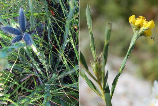 Plancia ëd <i>Liparia angustifolia</i>