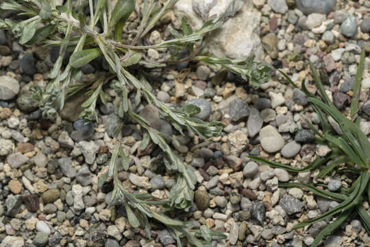 Image of broad-leaved cutweed