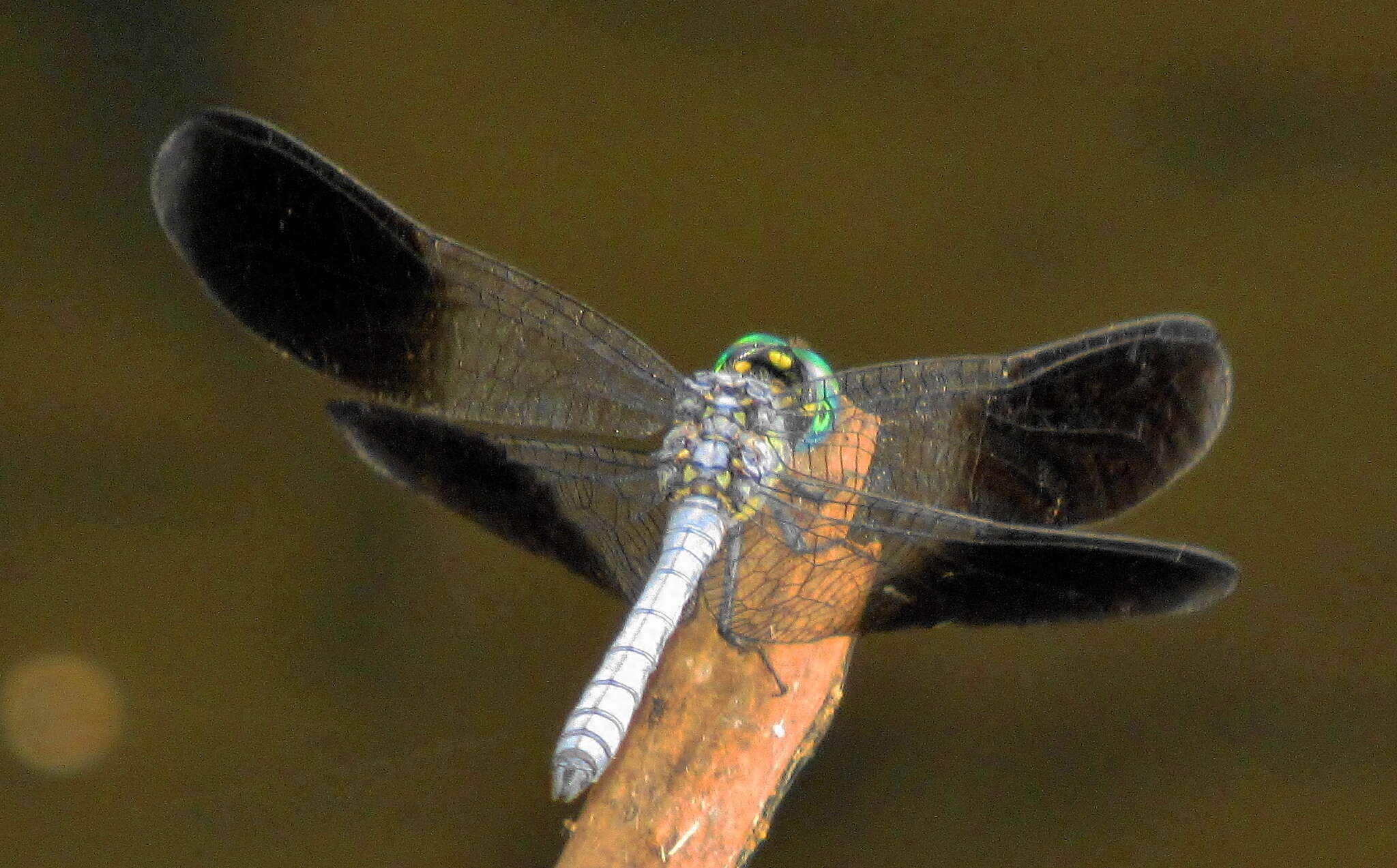 Imagem de Tetrathemis polleni (Selys 1869)