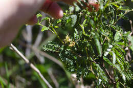 Image of Mimosa bonplandii Benth.