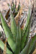 Agave glomeruliflora (Engelm.) A. Berger的圖片