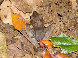 Image of Common Madagascar Frog