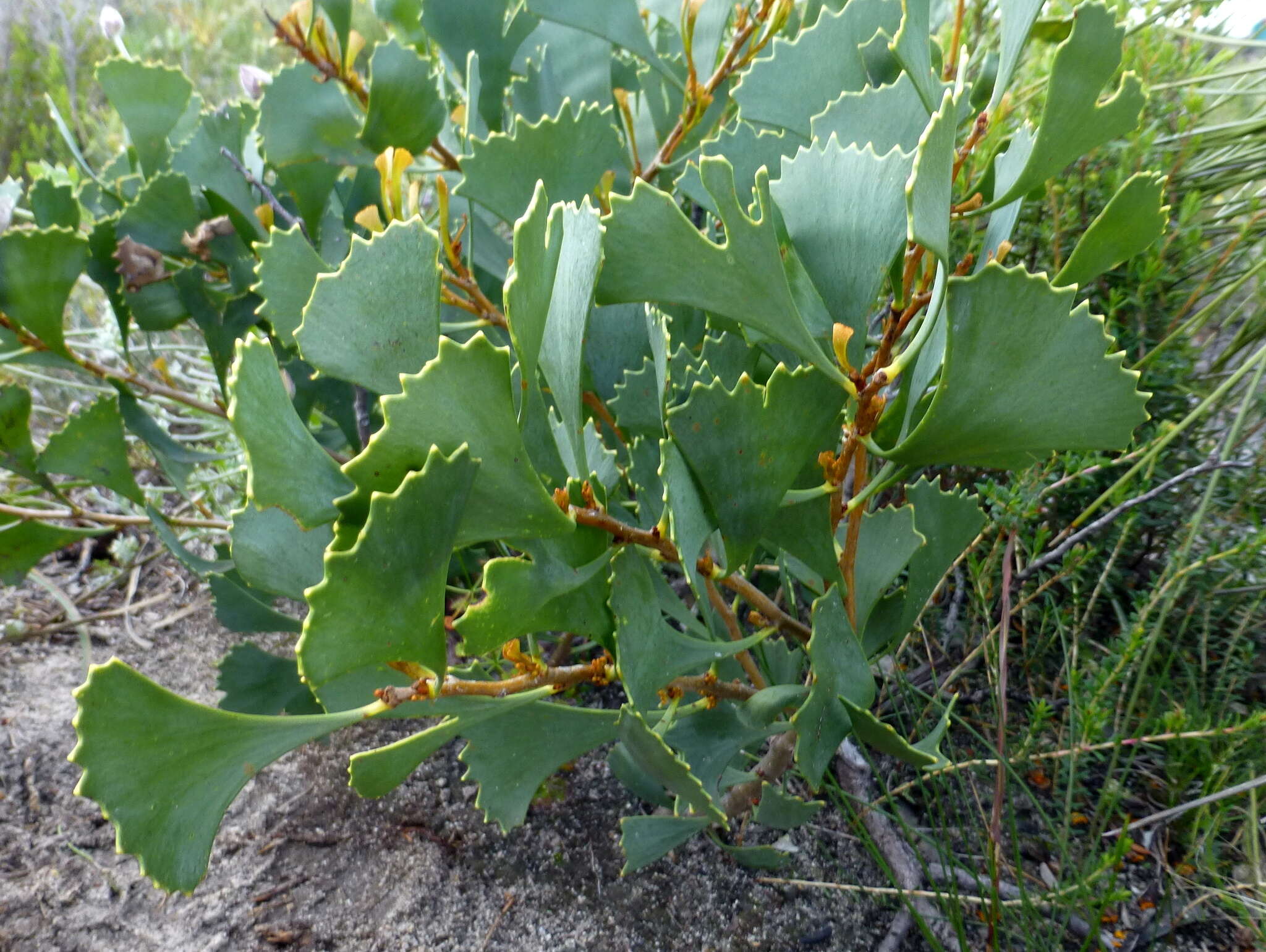 Image of Hakea flabellifolia Meissn.