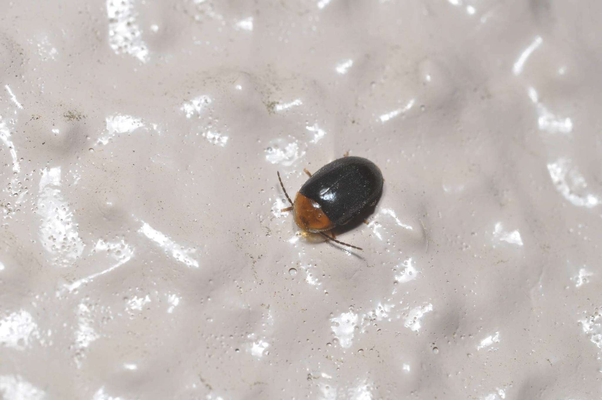 Image of Sacodes protecta