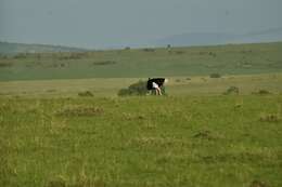 Image of Masai ostrich