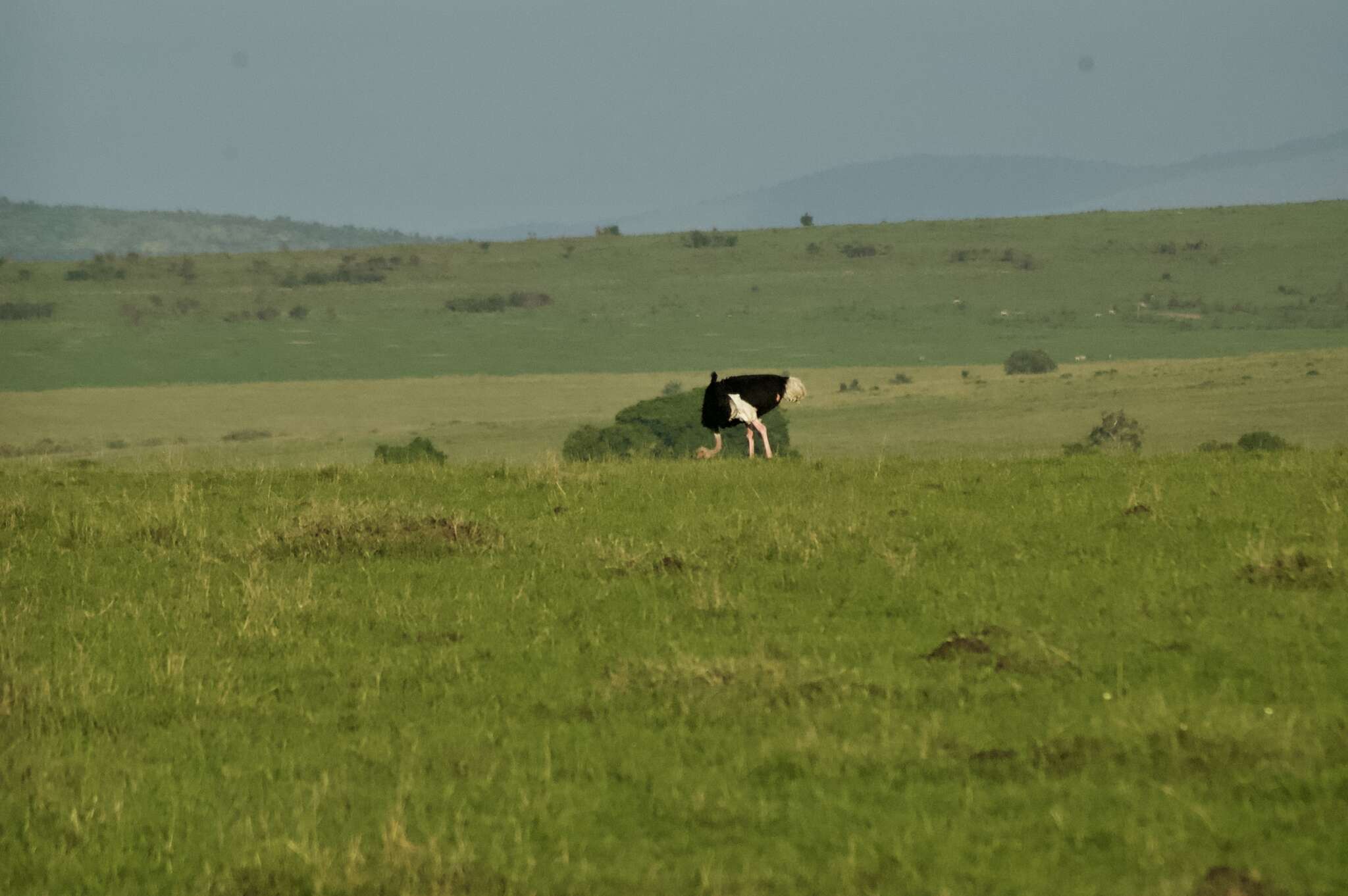 Image of Masai ostrich