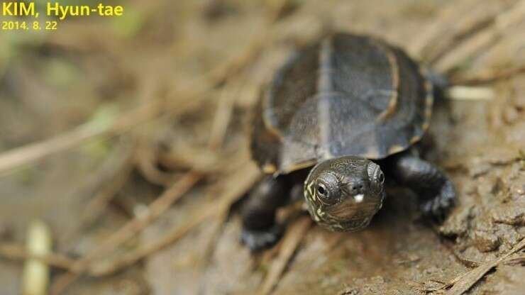 Image of Chinese Pond Turtle
