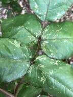 Image of Endelomyia aethiops (Fabricius)