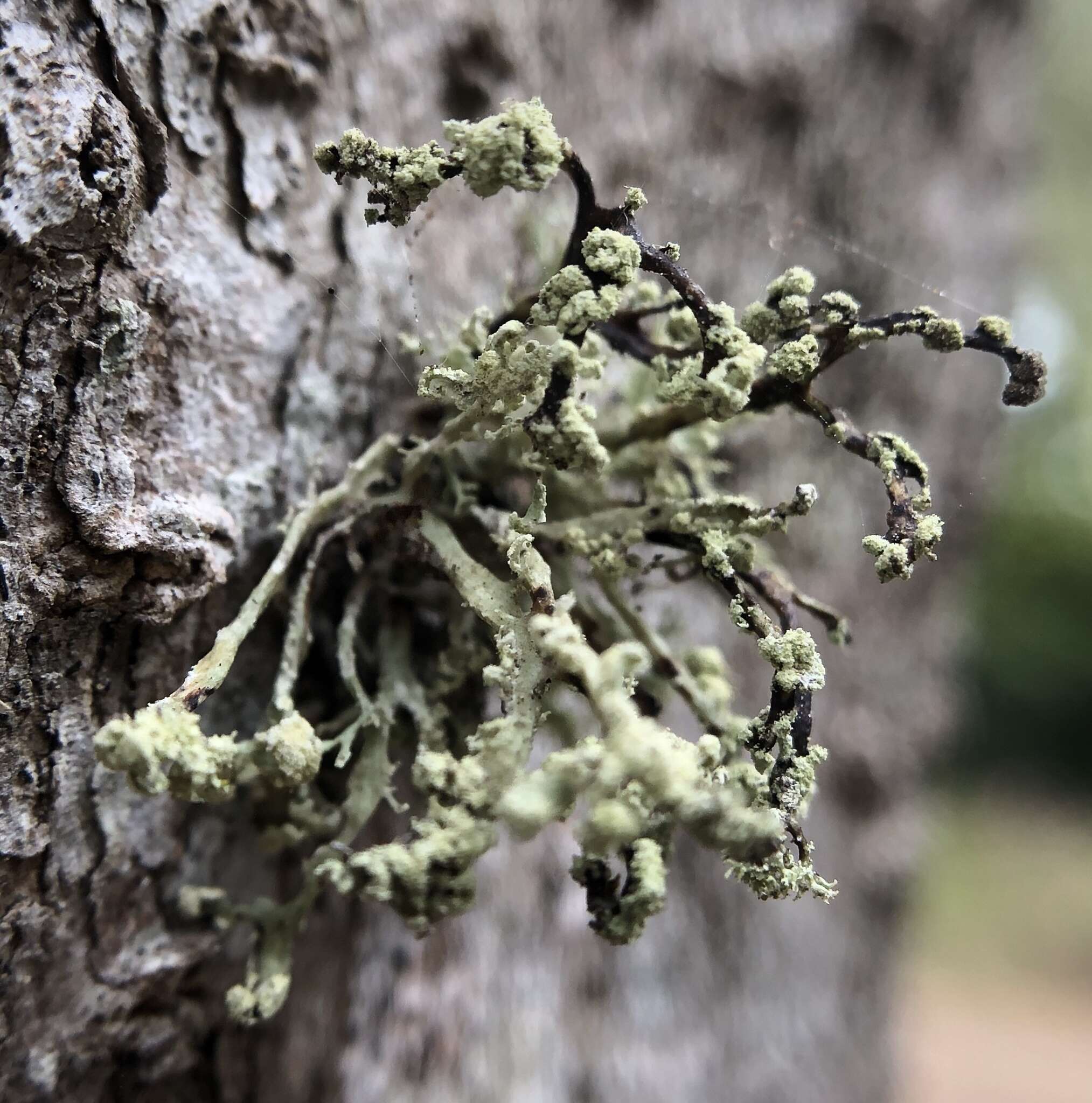 Imagem de Ramalina pollinaria (Westr.) Ach.