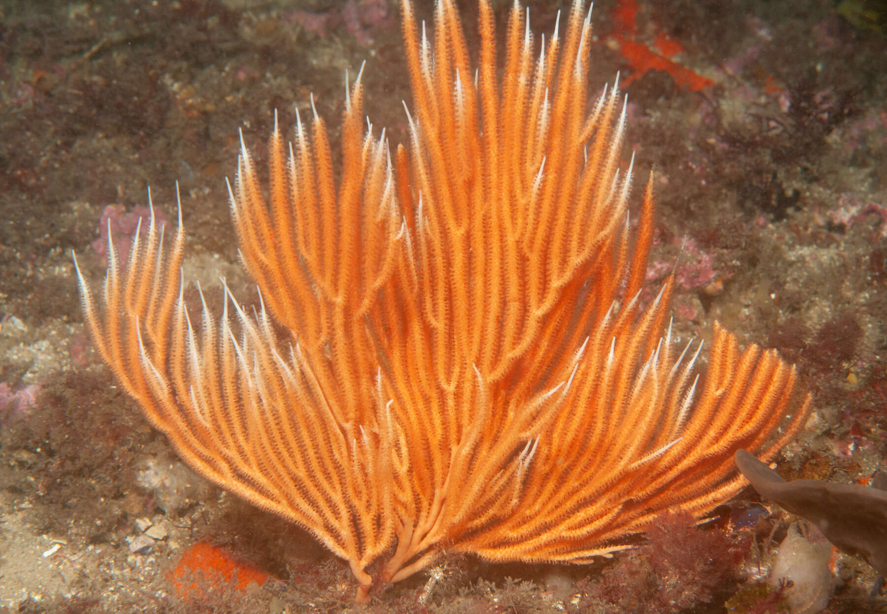 Sivun Sphaerokodisis australis (Thomson & Mackinnon 1911) kuva