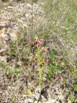 Image of Ophrys scolopax subsp. scolopax