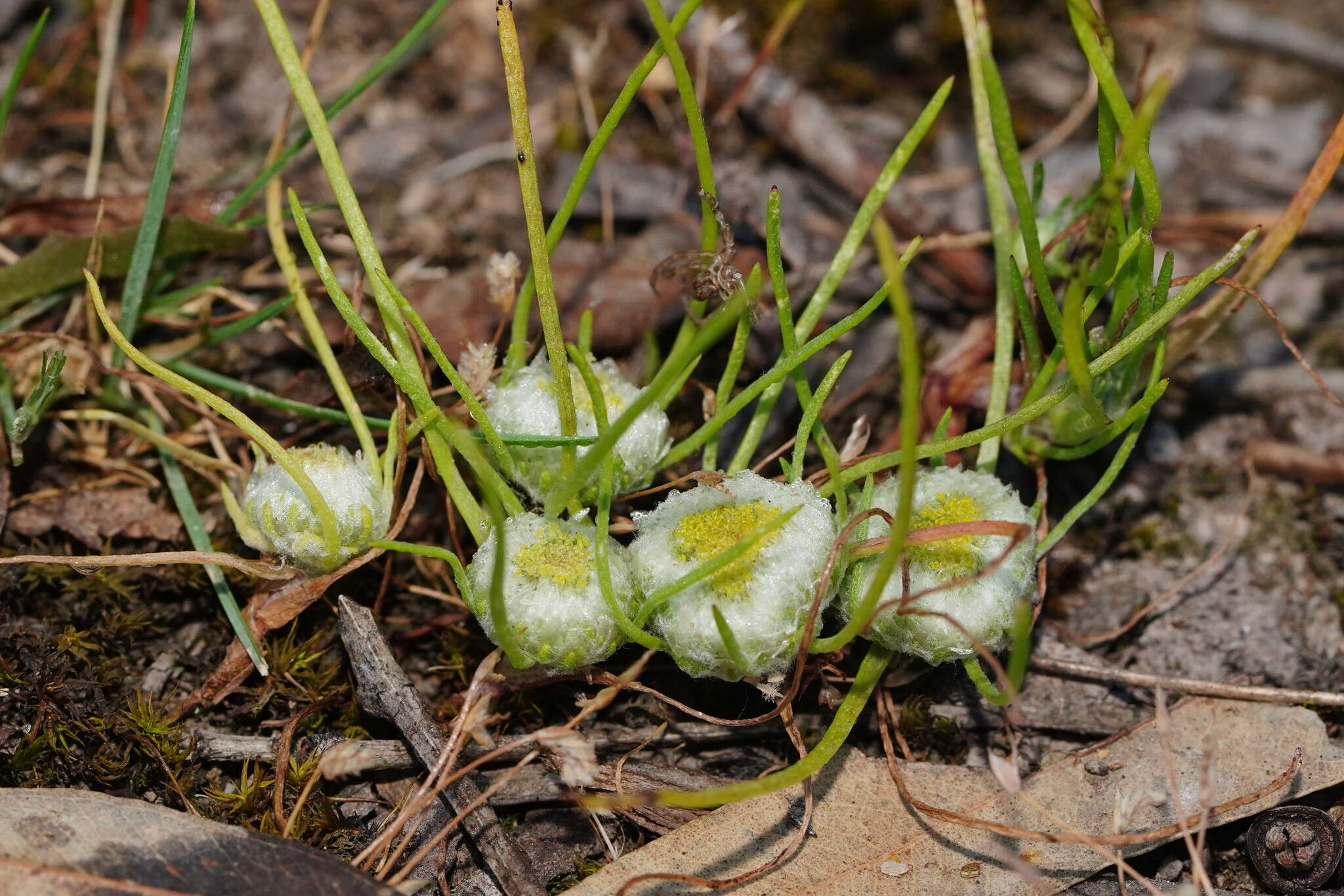 Image of Myriocephalus rhizocephalus (DC.) Benth.