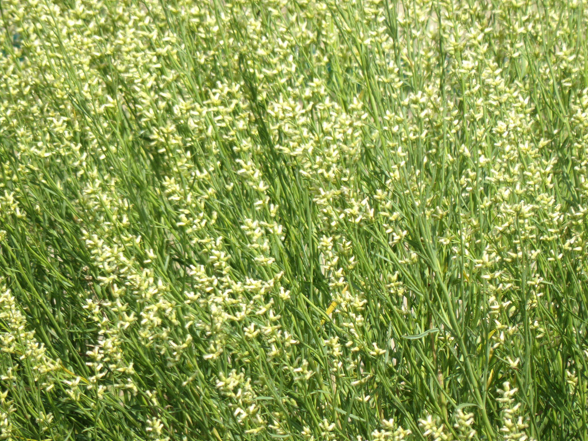 Image of Baccharis spicata (Lam.) Baill.