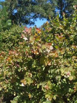 Plancia ëd Arctostaphylos pechoensis (Abrams) Dudley