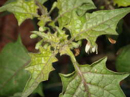 Image of hoe nightshade