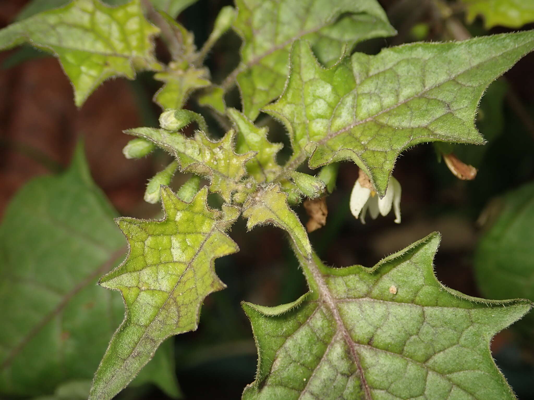 Image of hoe nightshade
