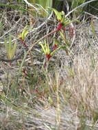 Image of Anigozanthos bicolor subsp. decrescens Hopper