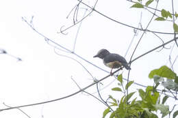 Prionops caniceps caniceps (Bonaparte 1850)的圖片